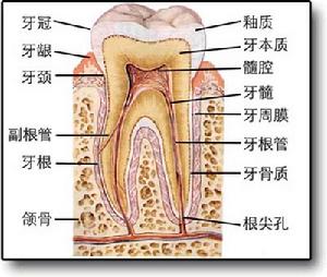 牙齒解剖圖