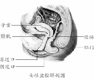妊娠合併急性膀胱炎