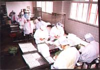 速凍食品生產車間(圖1)