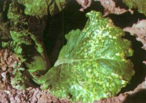 南芥菜花葉病毒 南芥菜花葉病毒