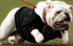 古老英國鬥牛犬 古老英國鬥牛犬