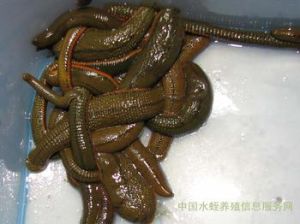 埃及血吸蟲 埃及血吸蟲