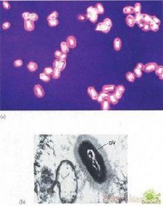 紅細菌屬 紅細菌屬