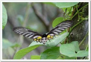 加里曼丹裳鳳蝶