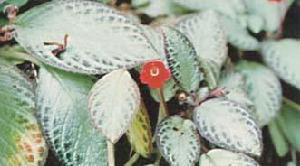 銀葉喜陰花 銀葉喜陰花