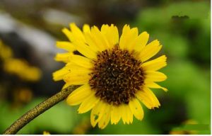 黑毛橐吾 黑毛橐吾