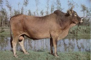 福安水牛 福安水牛