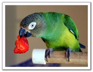 黑頭巾鸚鵡 黑頭巾鸚鵡