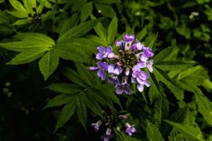 大葉碎米薺 大葉碎米薺