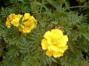 仰臥黃芩 仰臥黃芩