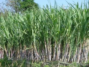 甘蔗