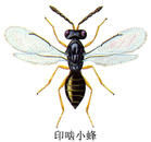 印齧小蜂 印齧小蜂