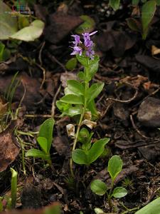 密花婆婆納 密花婆婆納