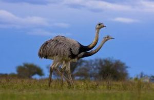 美洲駝鳥 美洲駝鳥