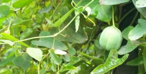 雞頭薯屬 雞頭薯屬