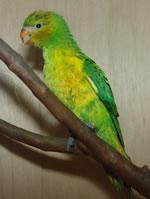黃綠吸蜜鸚鵡