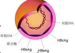 B型肝炎E抗原