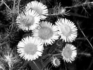 西藏旋覆花 西藏旋覆花