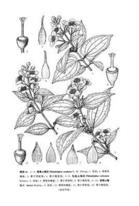 尾萼山梅花 尾萼山梅花