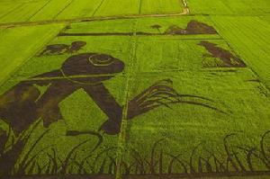 今年泰國稻米豐收，綠色和平開展“稻作藝術”，選用了兩種葉片顏色不同的傳統水稻品種，採用有機的耕作方式，把它們種植在泰國中部平原，種植面積達16,000平方米，展現出農民頭戴草帽用鐮刀收穫水稻的傳統水稻耕作場景。