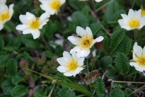 東亞仙女木 東亞仙女木