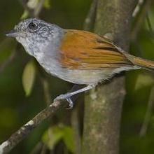 西藍灰蟻鵙 西藍灰蟻鵙