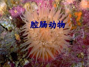 腔腸動物的感性情感