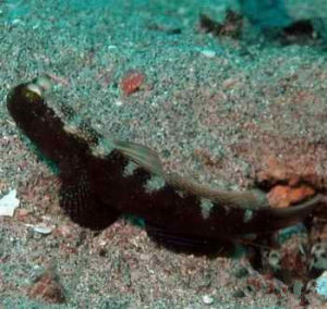 長尾絲鰕虎魚 長尾絲鰕虎魚