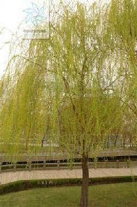 金絲柳 金絲柳