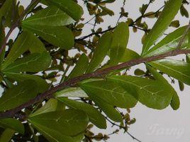 倒卵形葉[植物名]