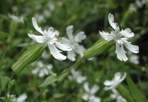 頭序麥瓶草 頭序麥瓶草