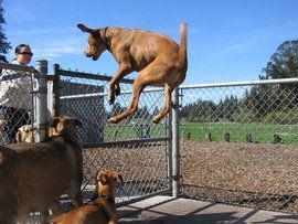 狗急跳牆 狗急跳牆