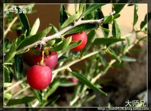 扁核木屬 扁核木屬