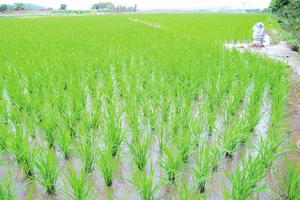 廖村村[廣西南寧市橫縣蓮塘鎮下轄村]