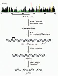 esiRNA是由核酸內切酶製備