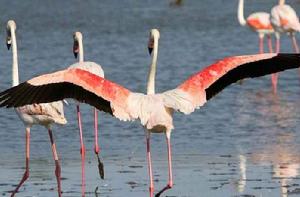 卡瑪格濕地自然保護區 卡瑪格濕地自然保護區