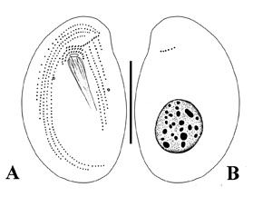 鉤刺斜管蟲 鉤刺斜管蟲