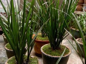 通海劍蘭 通海劍蘭