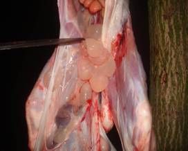 病羊體內的“細頸囊尾蚴”