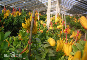 中國佛手之鄉 中國佛手之鄉