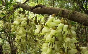 梁野山國家自然保護區