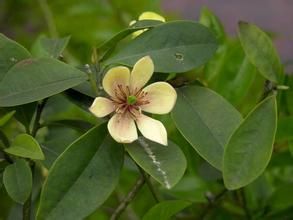 多脈含笑 多脈含笑