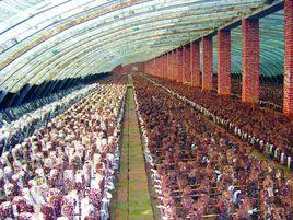 食用菌生產基地 食用菌生產基地