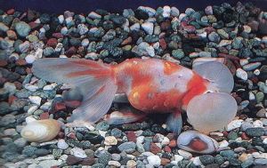 朝天龍水泡 朝天龍水泡