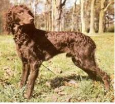 長毛垂耳西班牙種獵犬 長毛垂耳西班牙種獵犬