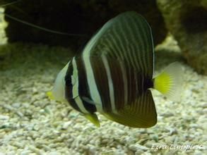 大帆倒吊 大帆倒吊