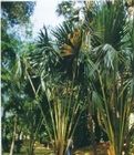 呂宋糖棕櫚