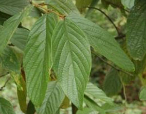 大果安息香 大果安息香