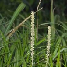 納茜菜科 納茜菜科