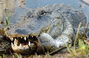 密西西比鱷魚 密西西比鱷魚